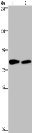 Anti-alpha Taxilin Rabbit Polyclonal Antibody