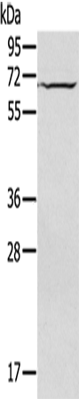 Anti-IL-27 Receptor alpha Rabbit Polyclonal Antibody