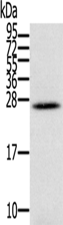 Anti-Interferon lambda 3 Rabbit Polyclonal Antibody