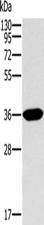 Anti-ITLN1 Rabbit Polyclonal Antibody