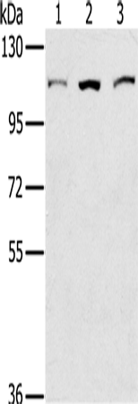 Anti-KIF20A Rabbit Polyclonal Antibody