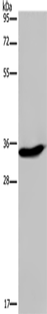 Anti-Kallikrein 6 Rabbit Polyclonal Antibody