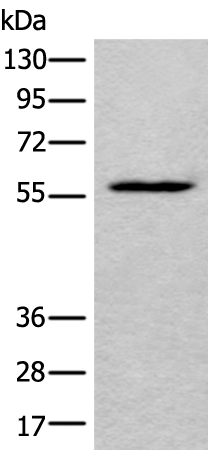 Anti-Lactate Dehydrogenase D Rabbit Polyclonal Antibody