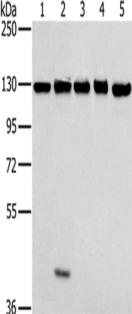 Anti-Matrin 3 Rabbit Polyclonal Antibody