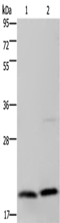 Anti-MCT 1 Rabbit Polyclonal Antibody
