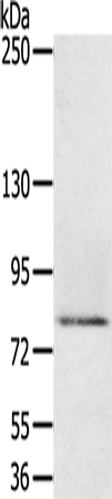 Anti-MEP1A Rabbit Polyclonal Antibody