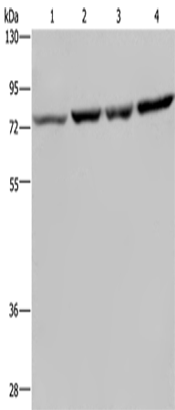 Anti-PABPC1 Rabbit Polyclonal Antibody
