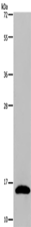 Anti-REG3G Rabbit Polyclonal Antibody