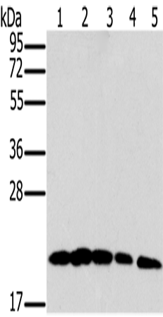 Anti-Mitochondrial Ribosomal Protein L11 Rabbit Polyclonal Antibody