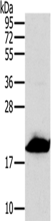 Anti-MRPL12 Rabbit Polyclonal Antibody