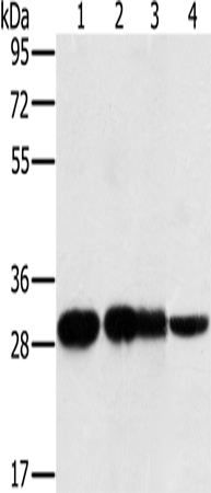 Anti-MRPL28 Rabbit Polyclonal Antibody