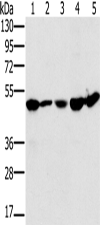 Anti-PSMC2 Rabbit Polyclonal Antibody