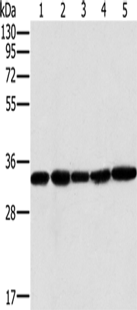 Anti-MTCH2 Rabbit Polyclonal Antibody