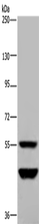 Anti-MTF2 Rabbit Polyclonal Antibody
