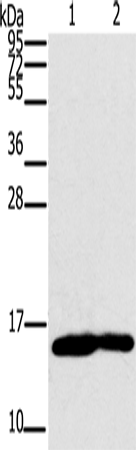 Anti-Myoglobin Rabbit Polyclonal Antibody
