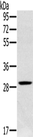 Anti-CLIC1 Rabbit Polyclonal Antibody