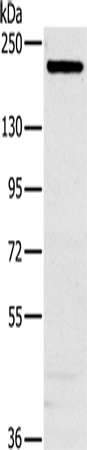 Anti-SRC3 Rabbit Polyclonal Antibody