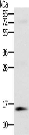 Anti-NDUFA6 Rabbit Polyclonal Antibody