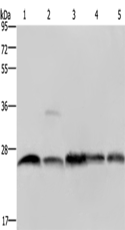 Anti-NDUFV2 Rabbit Polyclonal Antibody