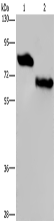 Anti-Nectin 3 Rabbit Polyclonal Antibody