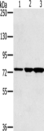 Anti-KIRREL2 Rabbit Polyclonal Antibody