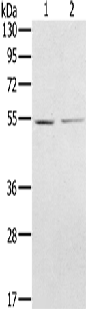 Anti-NMT2 Rabbit Polyclonal Antibody
