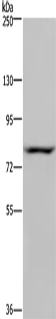 Anti-NOC2L Rabbit Polyclonal Antibody