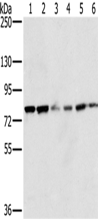 Anti-NOX5 Rabbit Polyclonal Antibody