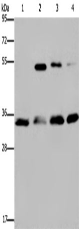 Anti-HMGN5 Rabbit Polyclonal Antibody