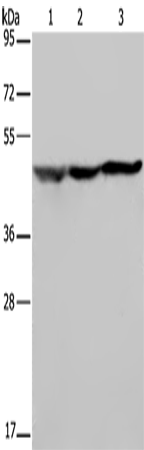 Anti-NUSAP1 Rabbit Polyclonal Antibody