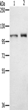Anti-Cenexin1 Rabbit Polyclonal Antibody