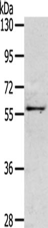 Anti-Noelin 3 Rabbit Polyclonal Antibody