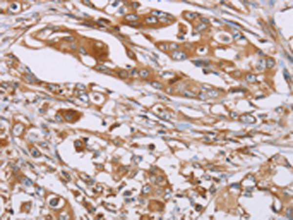 Anti-OS9 Rabbit Polyclonal Antibody
