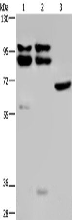 Anti-OS9 Rabbit Polyclonal Antibody