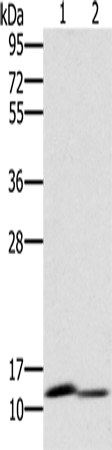 Anti-PAGE2 Rabbit Polyclonal Antibody