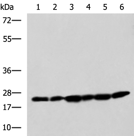 Anti-PCMT1 Rabbit Polyclonal Antibody