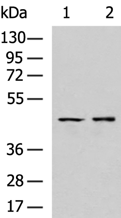 Anti-PDGFRL Rabbit Polyclonal Antibody