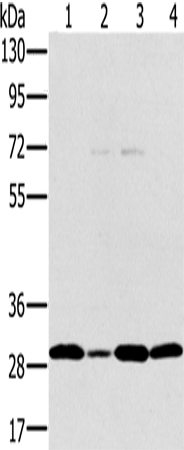Anti-PEF1 Rabbit Polyclonal Antibody
