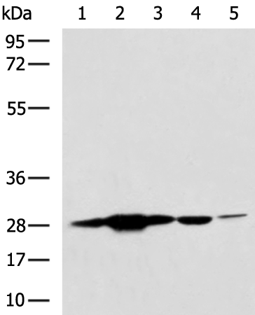 Anti-PGAM2 Rabbit Polyclonal Antibody
