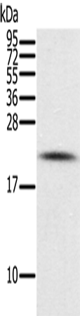 Anti-PIN1 Rabbit Polyclonal Antibody