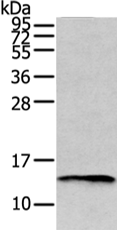Anti-PMP2 Rabbit Polyclonal Antibody
