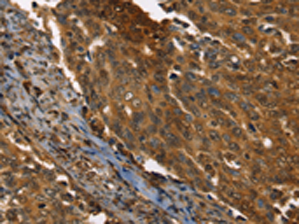 Anti-Cyclophilin A Rabbit Polyclonal Antibody