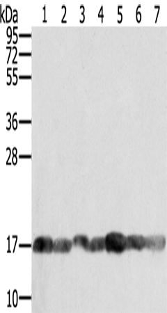 Anti-Cyclophilin A Rabbit Polyclonal Antibody