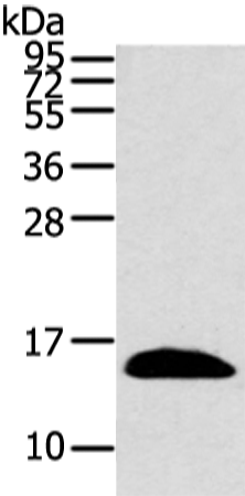 Anti-PPIL1 Rabbit Polyclonal Antibody