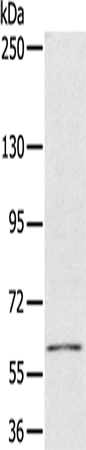 Anti-PDP1 Rabbit Polyclonal Antibody