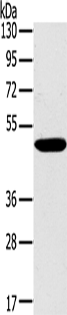 Anti-PPP2R3C Rabbit Polyclonal Antibody
