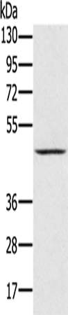 Anti-PRR5 Rabbit Polyclonal Antibody