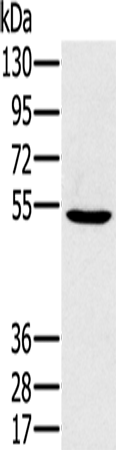 Anti-PSMC1 Rabbit Polyclonal Antibody