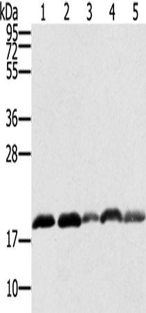 Anti-BIT1 Rabbit Polyclonal Antibody