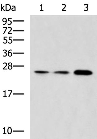 Anti-Rab3A Rabbit Polyclonal Antibody
